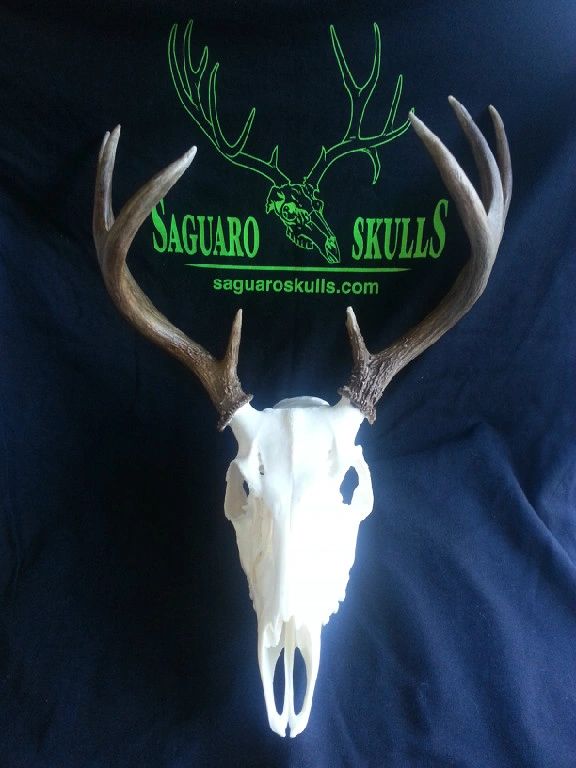 Finished skull mount — Saguaro Skulls Taxidermy